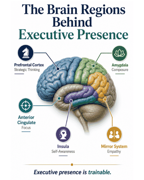 The Brain regions behind executive presence